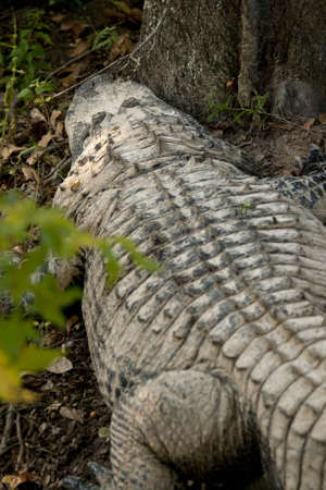 an alligator close up in the wild resting near a treeの写真素材