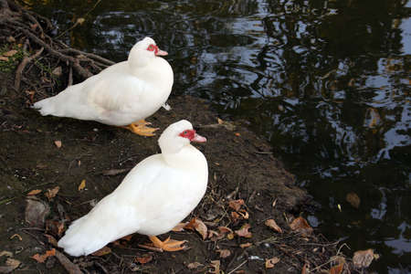 a few ducks on the edge of a pondの写真素材