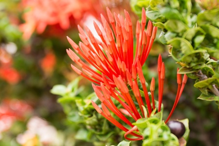 Ixora in the gardenの写真素材
