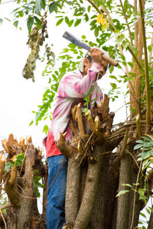 the gardener  is cutting the top of the tree