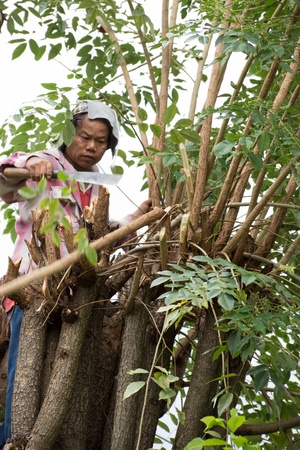 the gardener  is cutting the top of the tree
