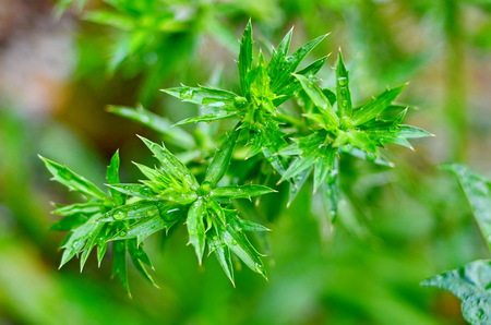 The culantro blow in my garden.の写真素材