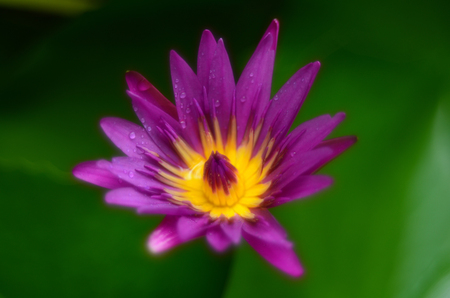 Purple lotus bloom in the afternoon.の写真素材