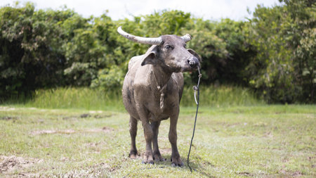 Mammal animal Thai buffalo in grass field with morning light in nature in Thailandの写真素材