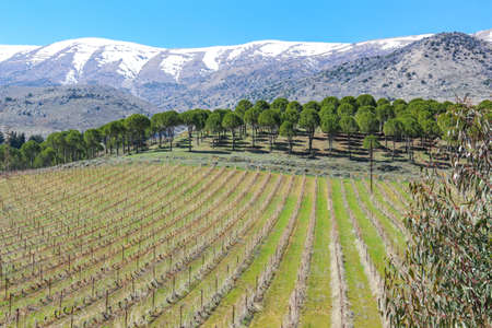 Lebanese vineyardsの写真素材