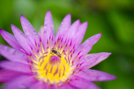Bees are feeding on the pink lotus flower to collect nectar back to the nest.の写真素材