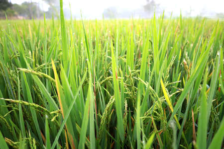 The gentle sunshine in the jasmine rice fields and the morning air of the countryside in Thailand.の写真素材