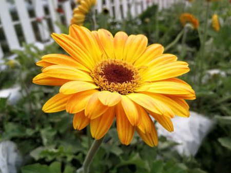Yellow Flower at Cameron Highlands, Malaysia.の素材