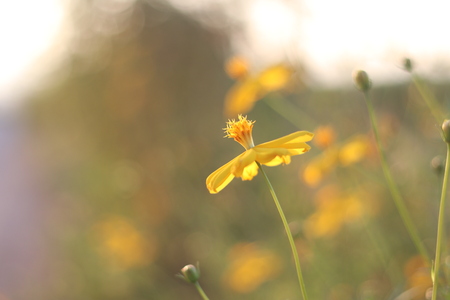 yellow flowers on a background of sunsetの写真素材