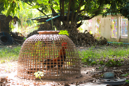 Chickens are trapped in cages inside the forest.の写真素材