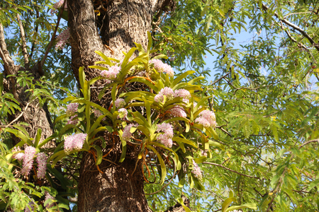 close-up of The orchid on the tree from nature,Rhynchostylis giganteaの写真素材