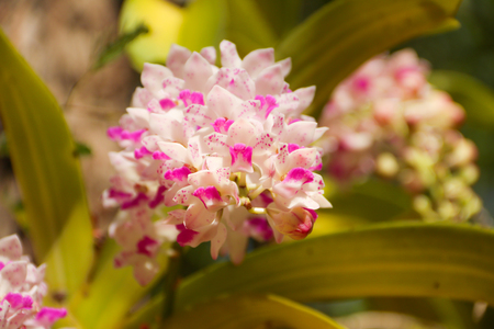 close-up of The orchid on the tree from nature,Rhynchostylis giganteaの写真素材