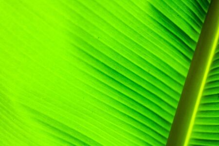 close-up of Green banana leaf background