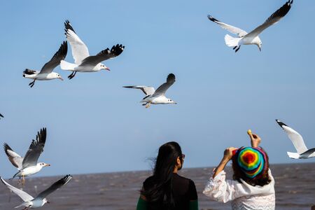 The seagull fly in the blue sky.の写真素材