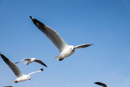 The seagull fly in the blue sky.の写真素材
