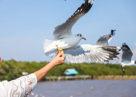 Aerial top view Seagulls fly in the mangrove forest beside the sea.の写真素材