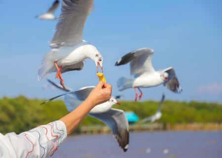 Aerial top view Seagulls fly in the mangrove forest beside the sea.の写真素材