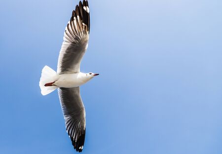Aerial top view Seagulls fly in the mangrove forest beside the sea.の写真素材