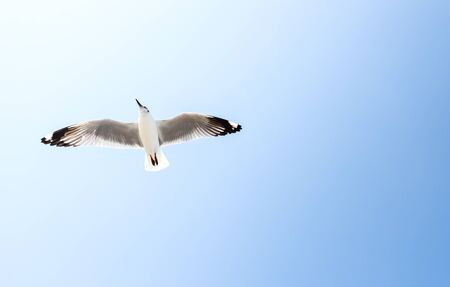 Aerial top view Seagulls fly in the mangrove forest beside the sea.の写真素材
