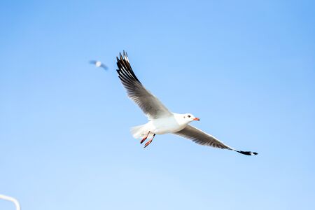 Aerial top view Seagulls fly in the mangrove forest beside the sea.の写真素材