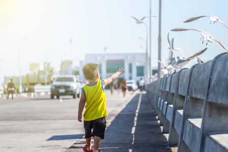 Aerial top view Seagulls fly in the mangrove forest beside the sea.の写真素材