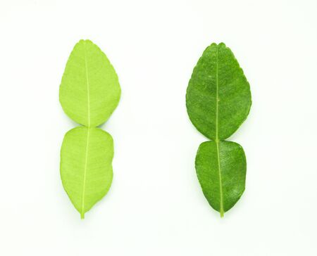 Kaffir lime leaves on a white backgroundの写真素材