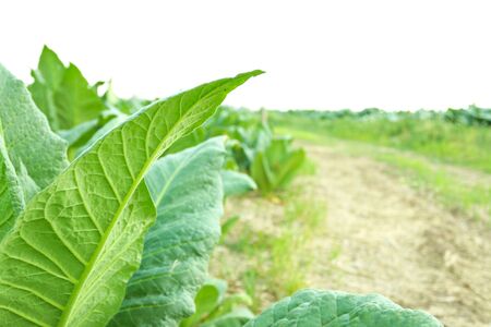 Tobacco leaves in the gardenの写真素材