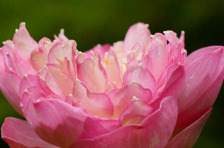 Pink lotus, overlapping petal の写真素材