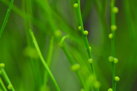 Skeleton folk fern or whisk fern with spores on their branches の写真素材