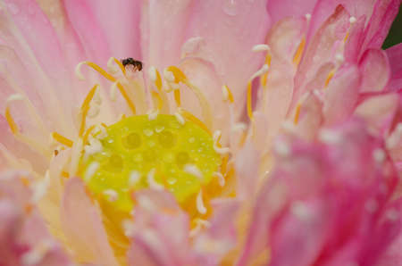 Pink lotus closed-up の写真素材