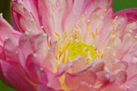 Pink lotus closed-up の写真素材