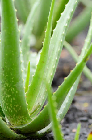 Aloe Vera の写真素材