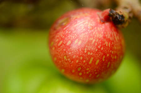 Ripe cluster fig fruit の写真素材