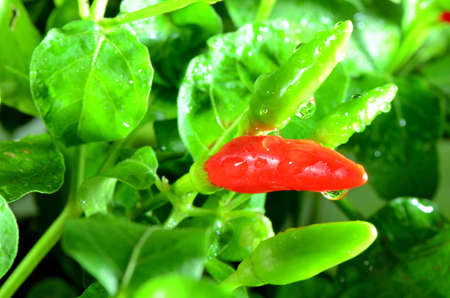 Fresh chili の写真素材