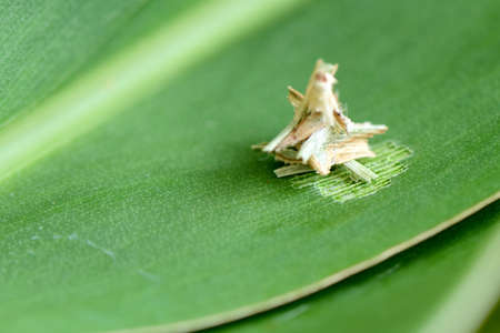 Worm casings の写真素材