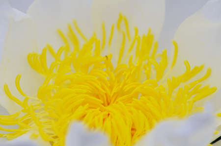 The lotus pollen の写真素材
