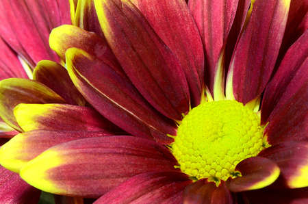 Chrysanthemum closed-up.の写真素材