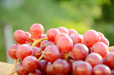 Red seedless grape の写真素材