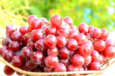 Red seedless grape の写真素材