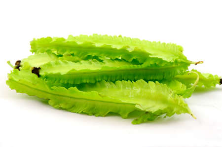 Young winged bean の写真素材