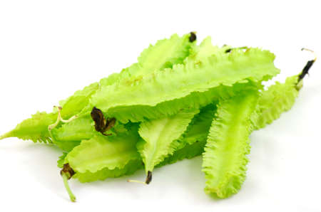 Young winged bean の写真素材