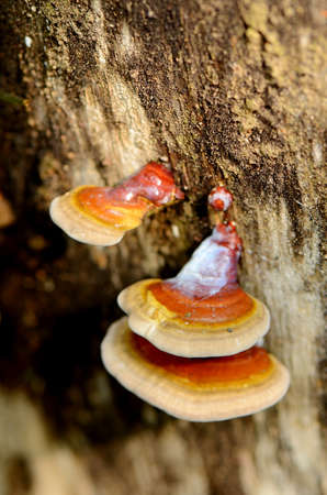 Groups of little mushrooms の写真素材