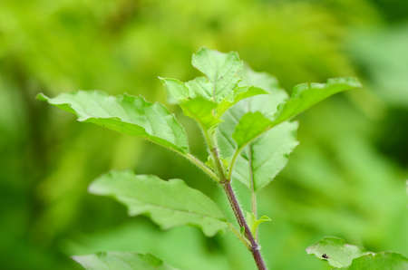 Holy basil, Ocimum sanctum, a medicinal herbs の写真素材
