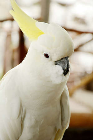 White cockatoo closed-up の写真素材