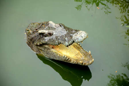 Crocodile in head shot の写真素材