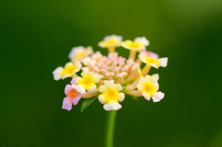 Wild sage on green background の写真素材