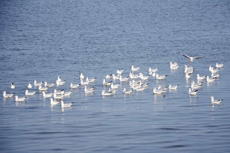 Migrate seagulls の写真素材