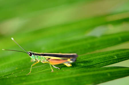 short horned grasshopper の写真素材