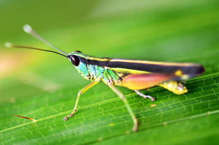 short horned grasshopper の写真素材
