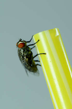 A house fly on yellow straw の写真素材